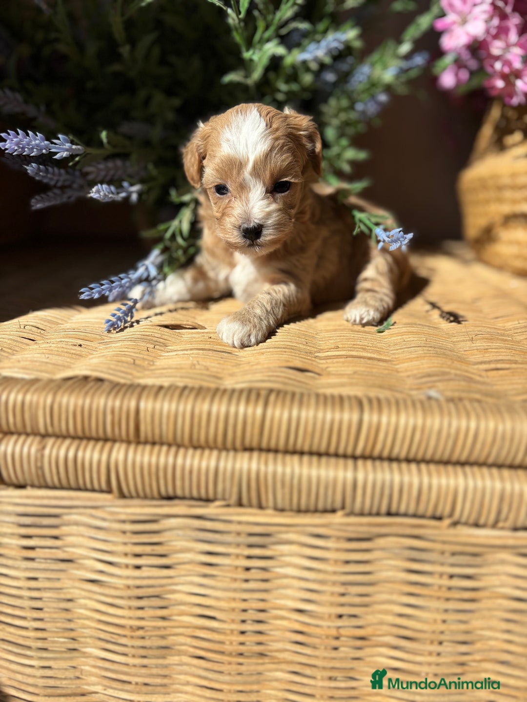 Maltipoo perros en venta: Maltipoo hembra Toy disponible  - Imagen 2