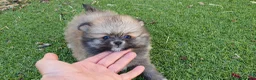 Pomerania perros en venta: Pomerania Toy Top  - Anuncio 23