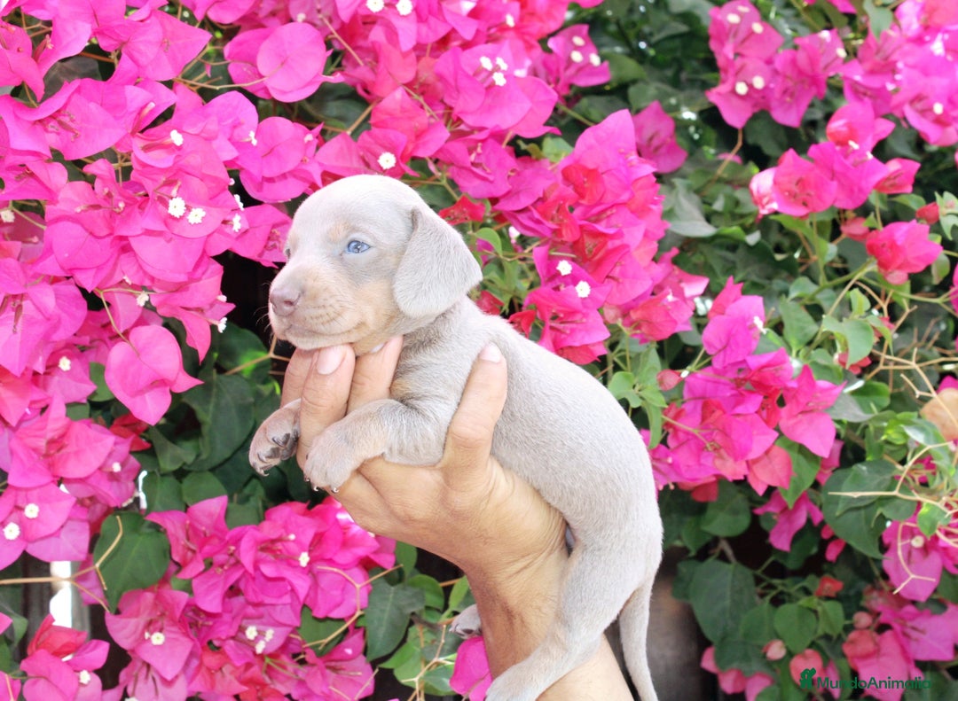 Teckel Miniatura perros en venta: Teckel de todos lo colore(candiamanteunico2)tiktok - Imagen 1