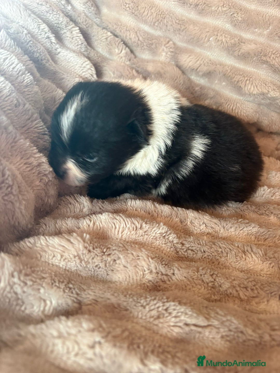 Pomerania perros en venta: Pele y Mele ya son papas , lulu pomerania toy  - Anuncio 9