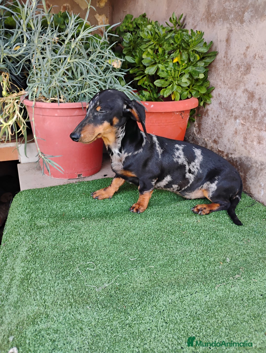 Teckel perros en venta: Cachorro macho teckel arlequín plata  - Anuncio 3