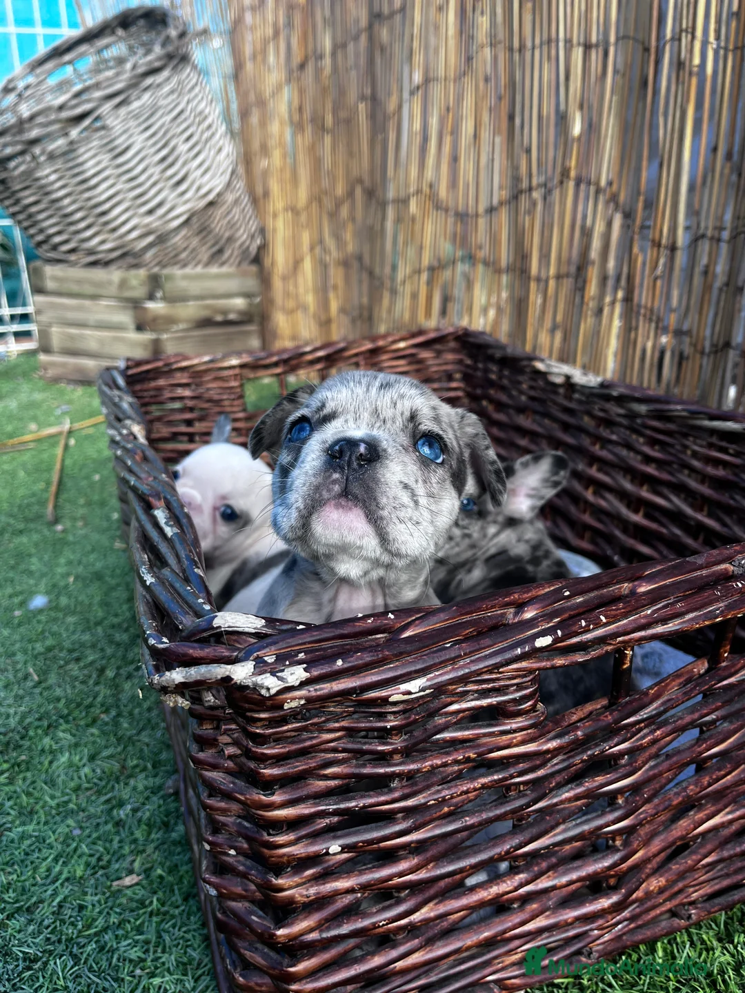 Bulldog Francés perros en venta: “No todos los bulldog francés MERLE son iguales - Anuncio 10