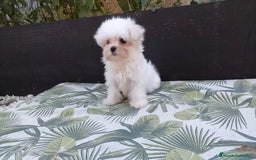 Bichón Maltés perros en venta: Cachorritos Bichon Maltes Mini  - Imagen 1