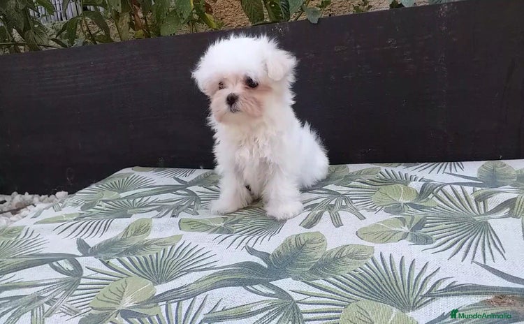 Bichón Maltés perros - Anuncio 2