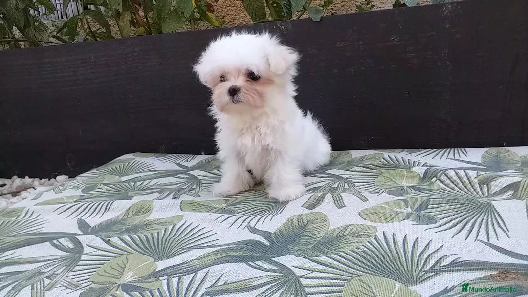 Bichón Maltés perros en venta: Cachorritos Bichon Maltes Mini  - Imagen 1