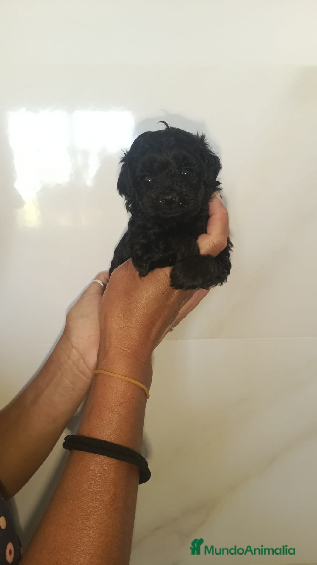 Caniche Toy perros Espectácular camada de Caniches 🐶🐾 - Anuncio 4