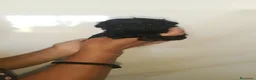 Caniche Toy perros en venta: Espectácular camada de Caniches 🐶🐾 en Cádiz - Anuncio 1