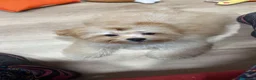 Shihpoo perros en venta: Yo Soy Fofito - Anuncio 8