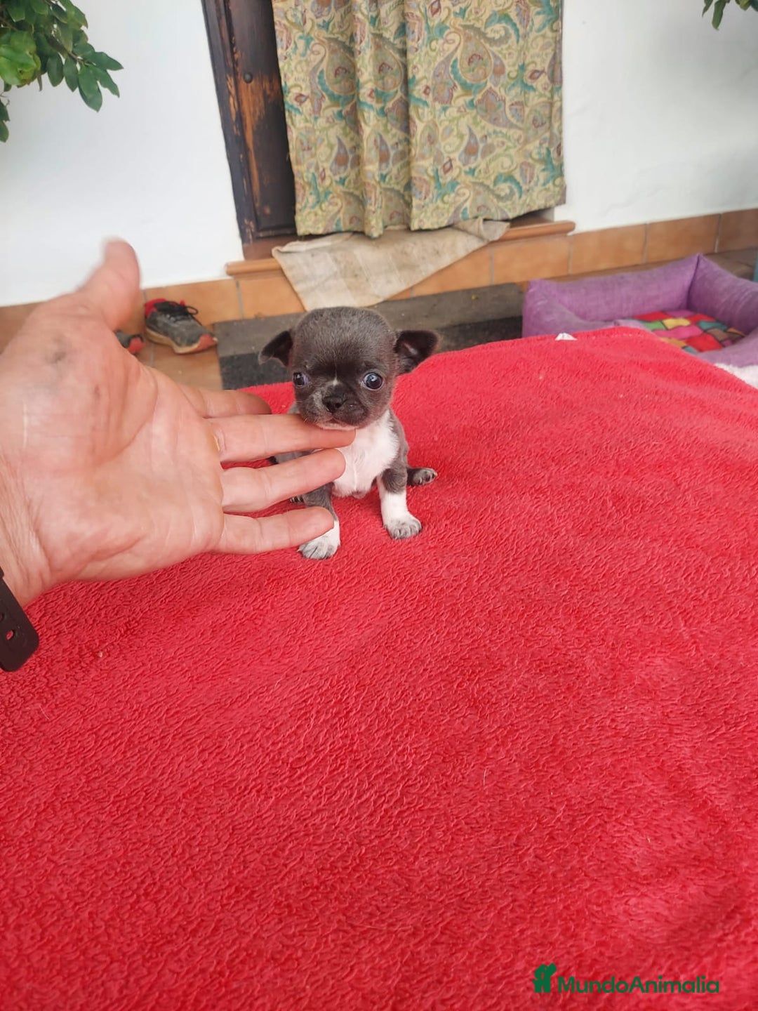 Chihuahua perros en venta: preciosos chihuahua linea Rusa toy - Anuncio 5