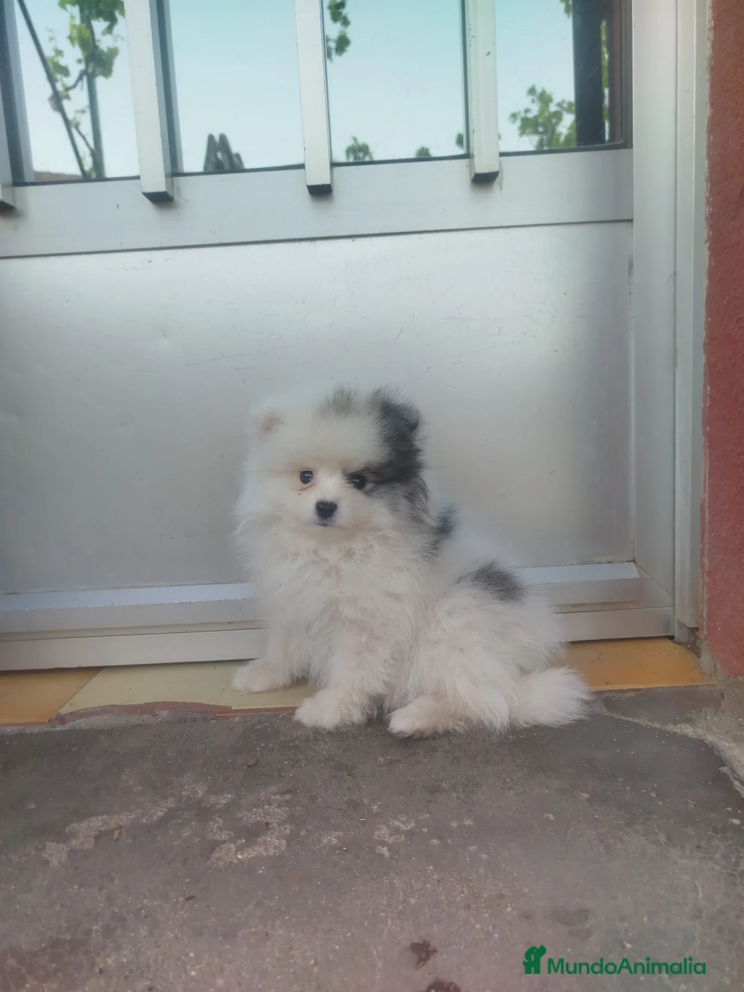 Pomerania perros en venta: Pomeranias - Anuncio 4