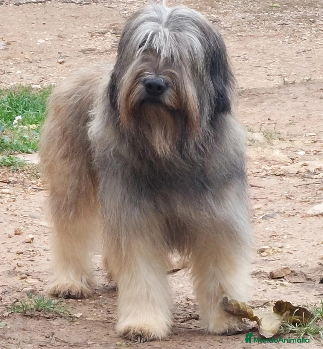 Imagen de galería {{count}}