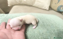 Chihuahua perros en venta: Chihuahuas cabeza de manzana toy - Imagen 4