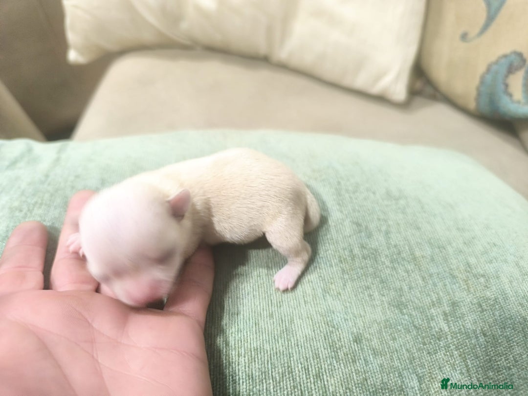 Chihuahua perros en venta: Chihuahuas cabeza de manzana toy - Imagen 4