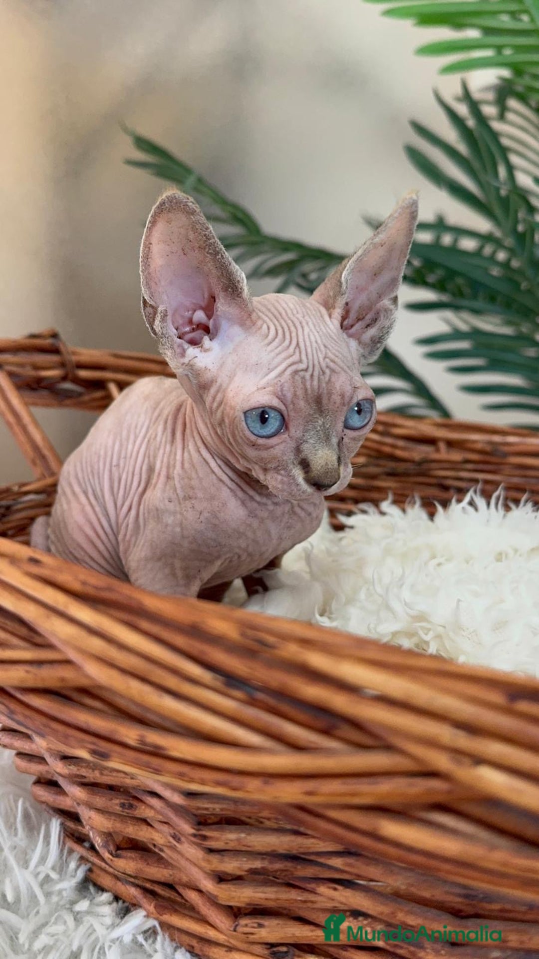Sphynx gatos en venta: Gatitas sphynx  - Anuncio 1