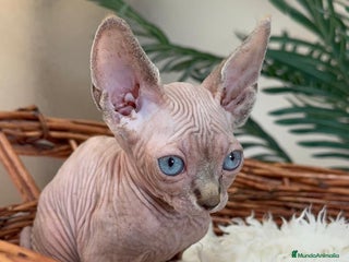 Sphynx gatos Gatitas sphynx - Anuncio 1