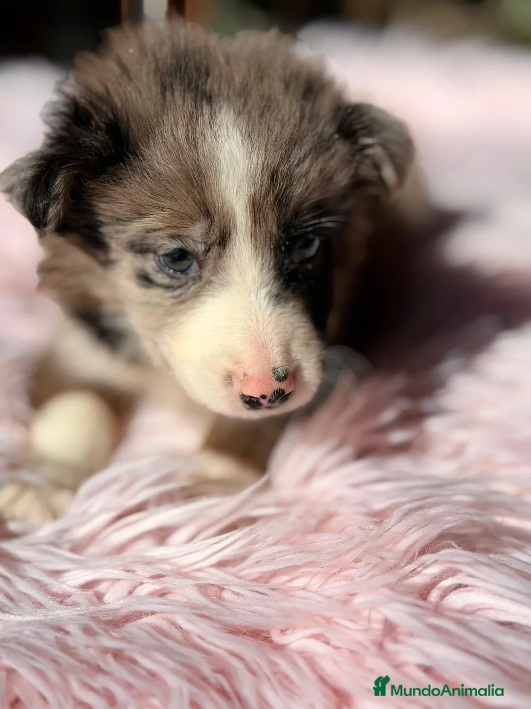 Border Collie perros en venta: BORDER COLLIE MERLÉ - Anuncio 4
