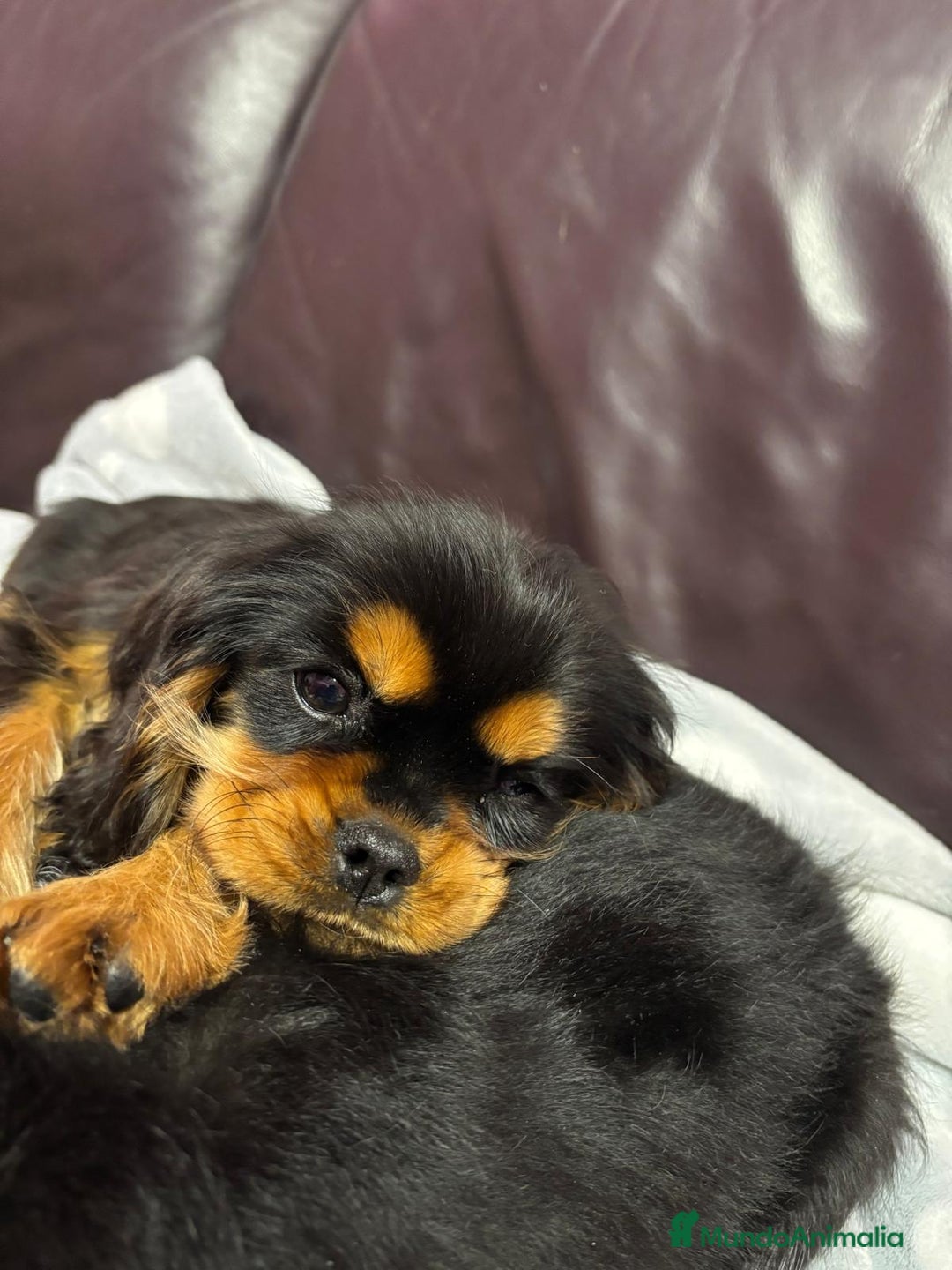 Cavalier King Charles Spaniel perros en venta: Cachorro macho negro fuego - Anuncio 4