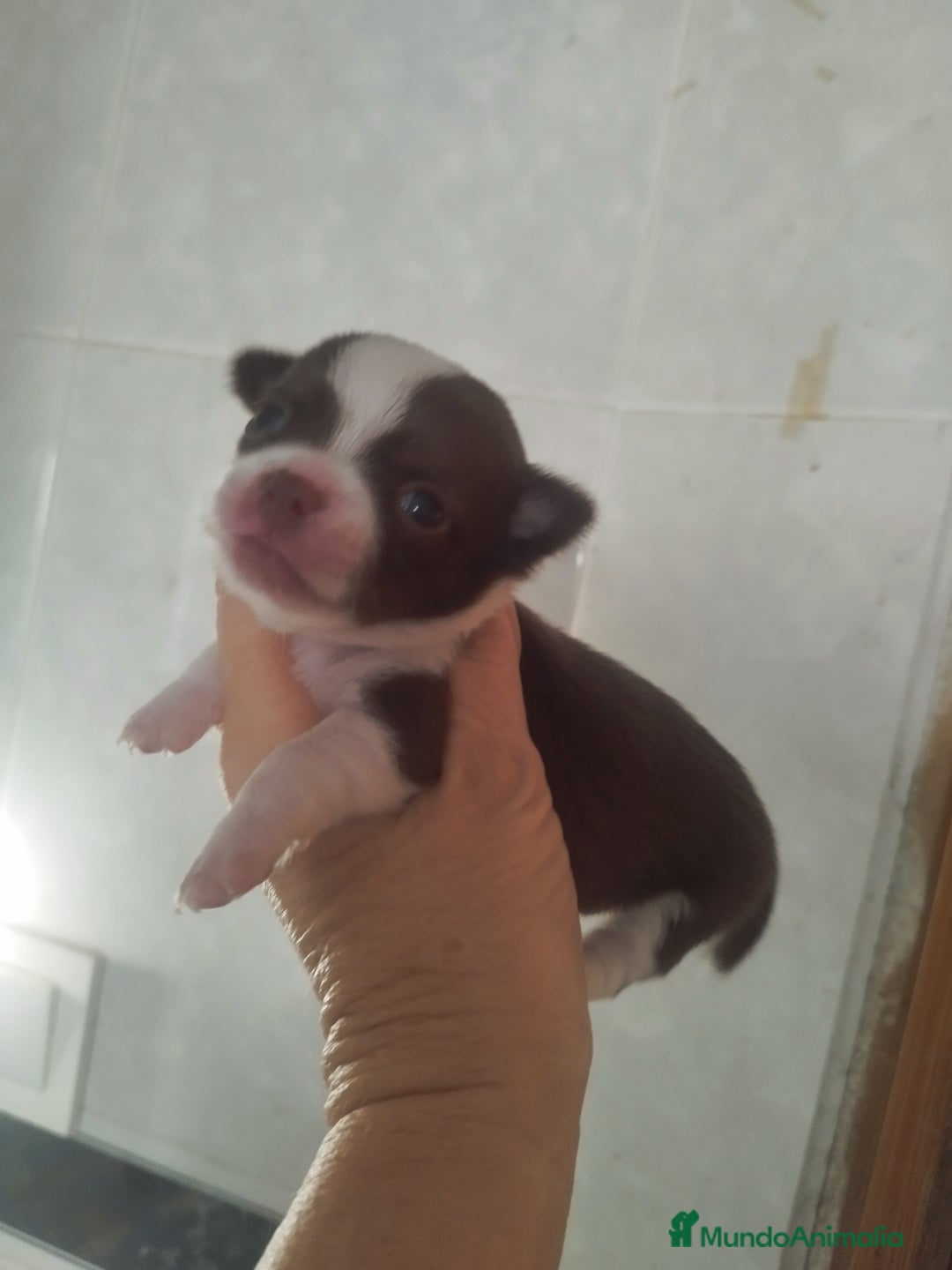 Chihuahua perros en venta: CHIHUAHUA MACHO DE BOLSILLO  - Imagen 3