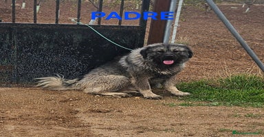 Pastor del Cáucaso perros Cachorra pastor del caucaso - Anuncio 2