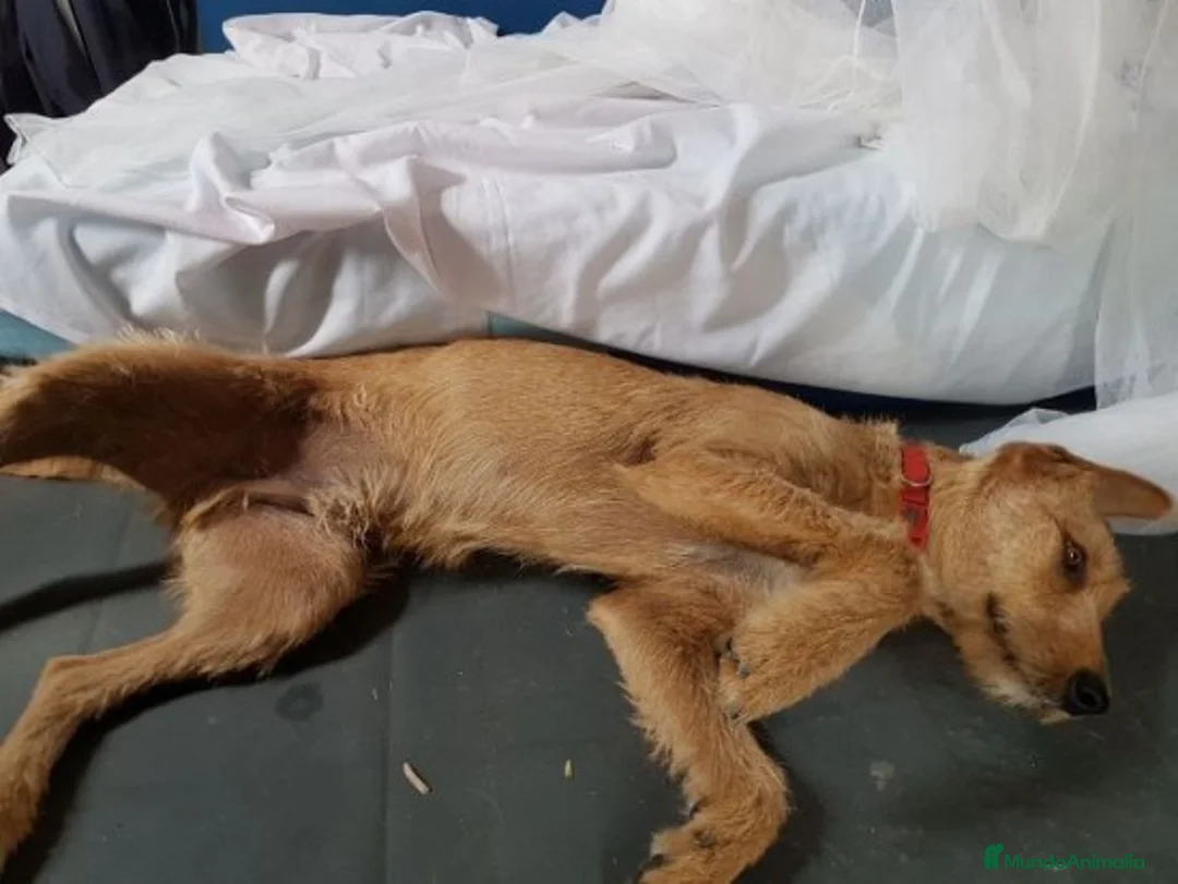 Raza Mixta perros en adopcion: BUDY, TAMAÑO MEDIANO, ADOPCIÓN en Madrid - Anuncio 6