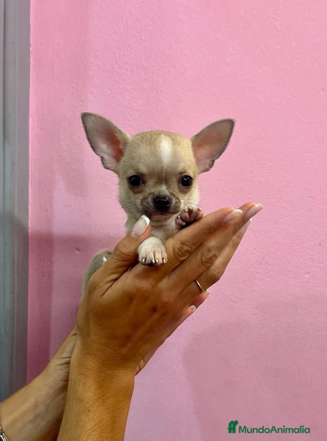 Chihuahua perros en venta: Preciosos Chihuahuas toy  en Barcelona - Anuncio 7
