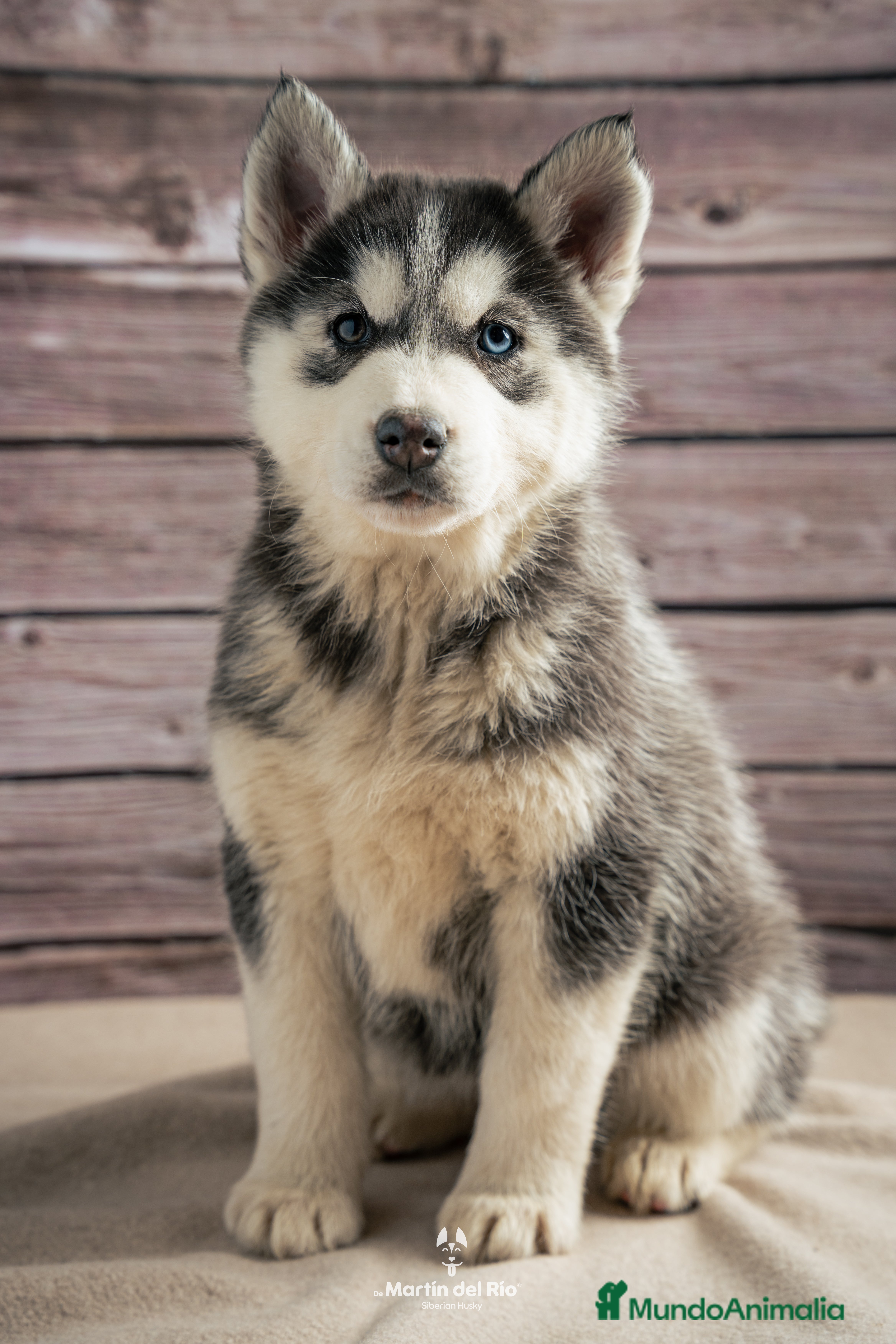 Husky Siberiano perros Husky Siberiano - cachorros  - Anuncio 2