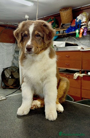 Pastor Australiano perros en Toledo - Anuncio 8