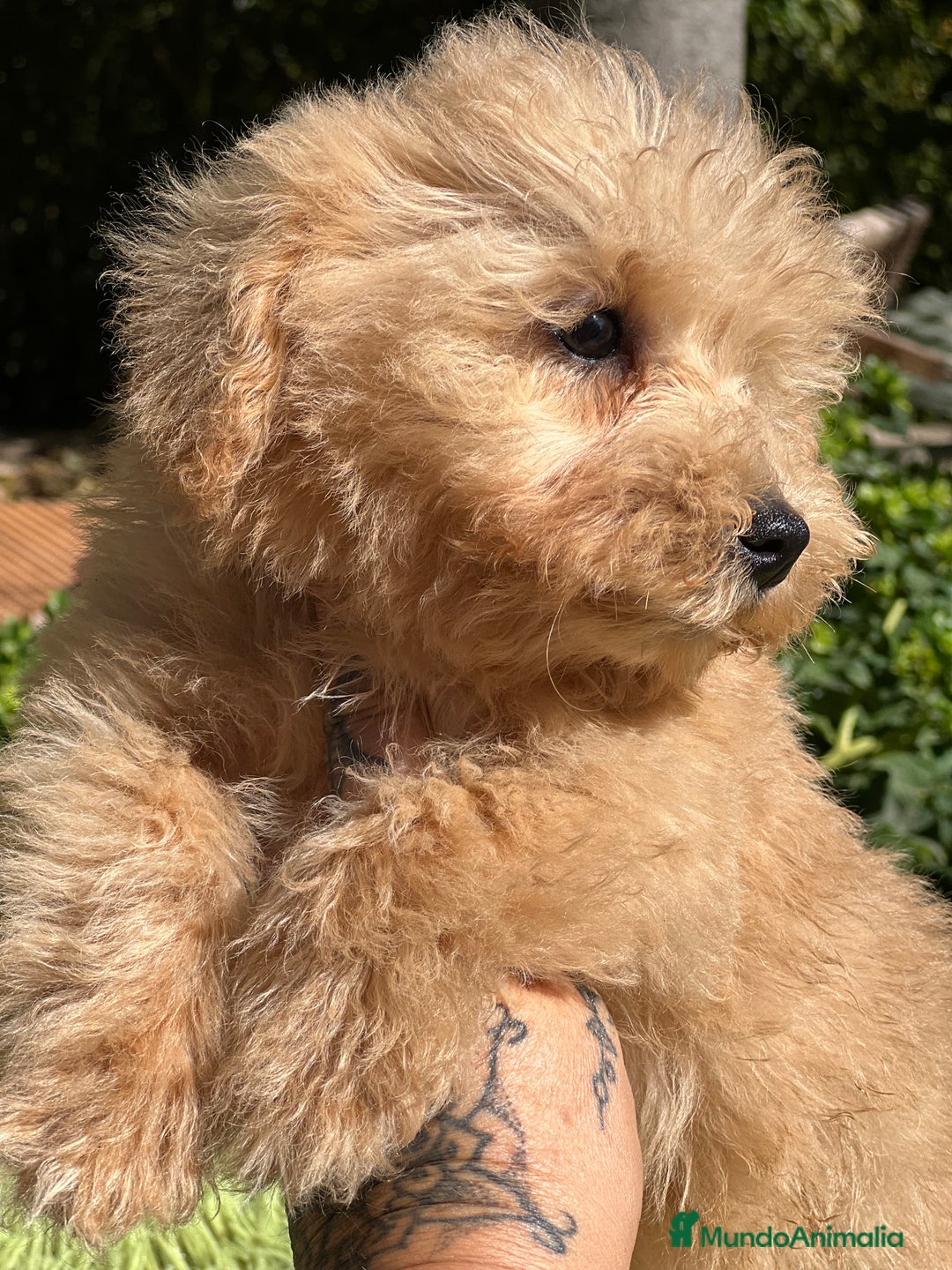 Maltipoo perros en venta: Maltipoo Apricot  - Imagen 11