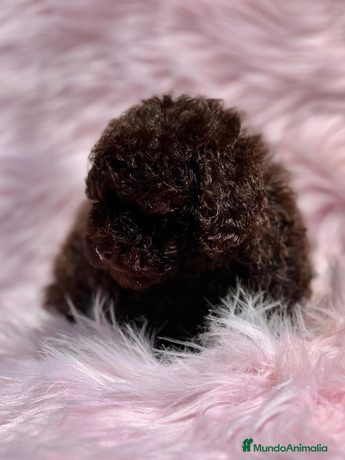 Caniche Toy perros Caniche chocolate en Barcelona - Anuncio 2