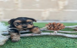 Yorkshire Terrier perros en venta: Ultimo machito - Imagen 5