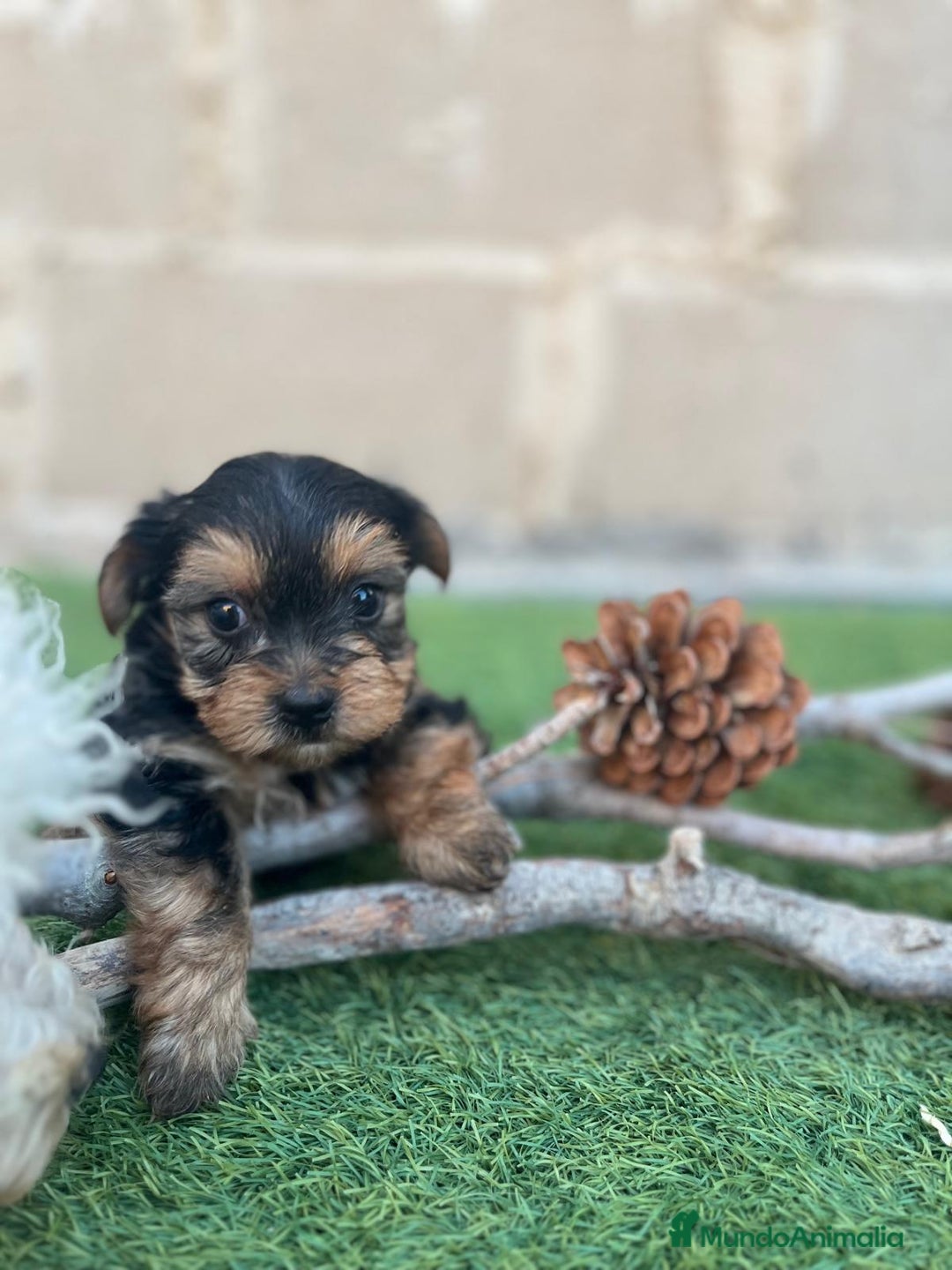 Yorkshire Terrier perros en venta: Ultimo machito - Imagen 5