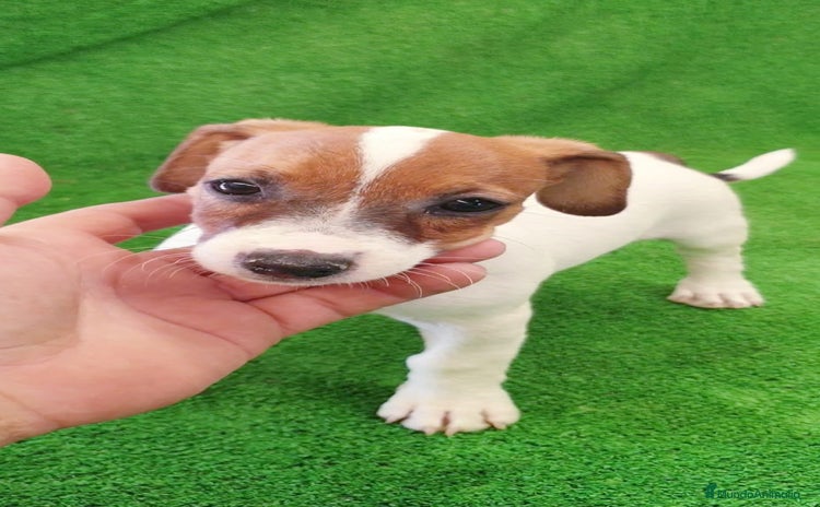 Jack Russell Terrier perros - Anuncio 1