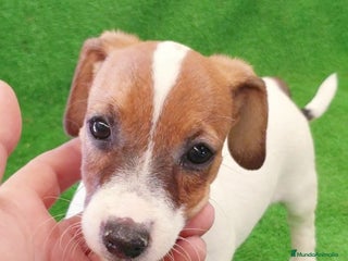 Jack Russell Terrier perros - Anuncio 2