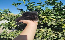 Pomerania perros en venta: Lulú de pomerania  - Imagen 4