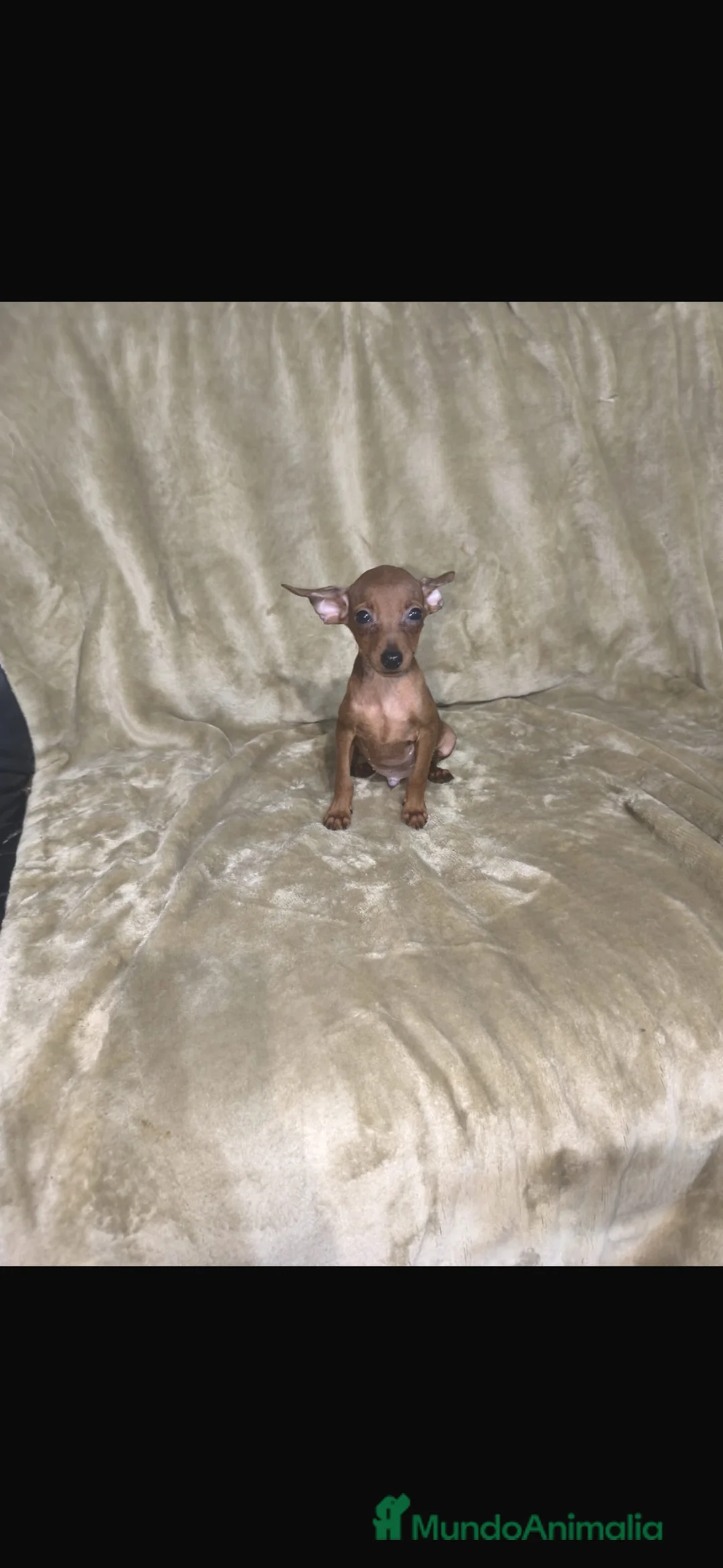 Pinscher Miniatura perros en venta: Pinscher miniatura rojos y negros fuego🐶🐾 - Anuncio 2