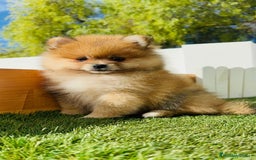 Pomerania perros en venta: POMERANIA MACHO - Imagen 3