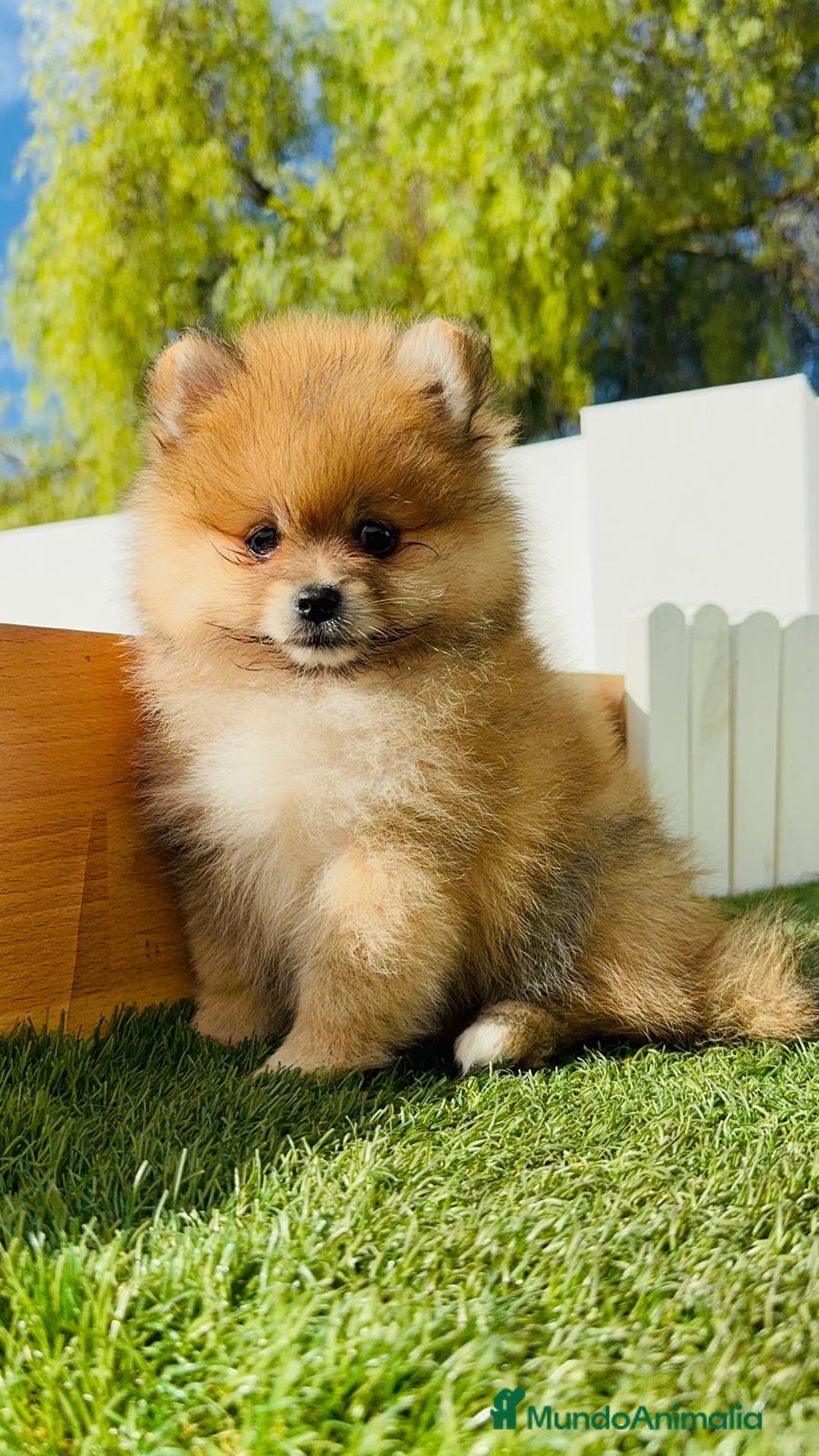 Pomerania perros en venta: POMERANIA MACHO - Imagen 3