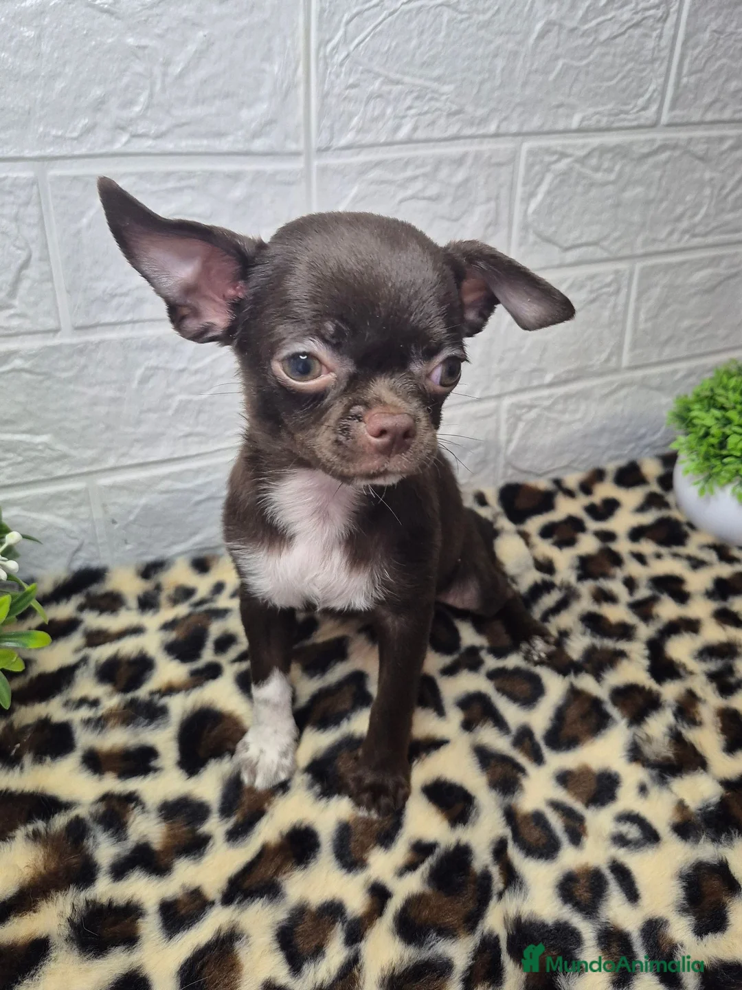 Chihuahua perros en venta: Chihuahua chocolate ❤️ 🐾  - Anuncio 2