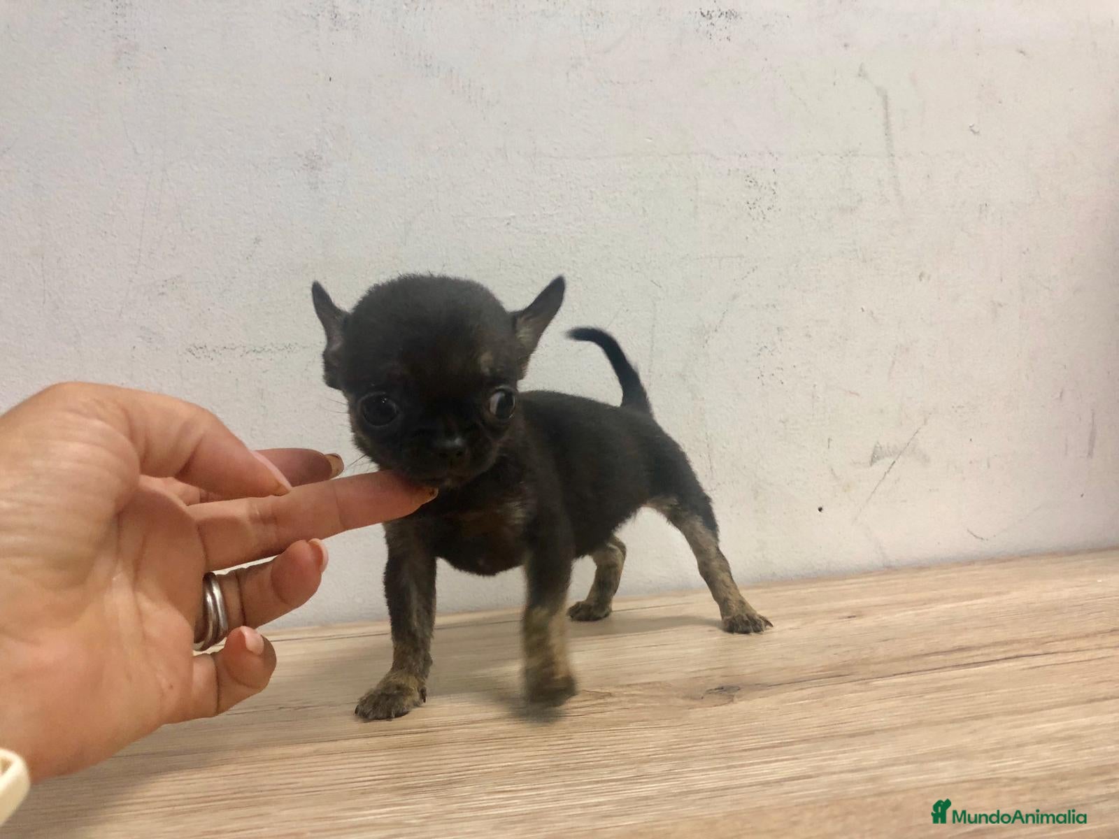 Chihuahua perros en venta: Chihuahua mini - Anuncio 5