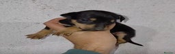 Pinscher Miniatura perros en venta: Pinscher miniatura negro fuego  - Anuncio 3