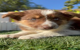 Border Collie perros en venta: BORDER COLLIE HEMBRA - Anuncio 16