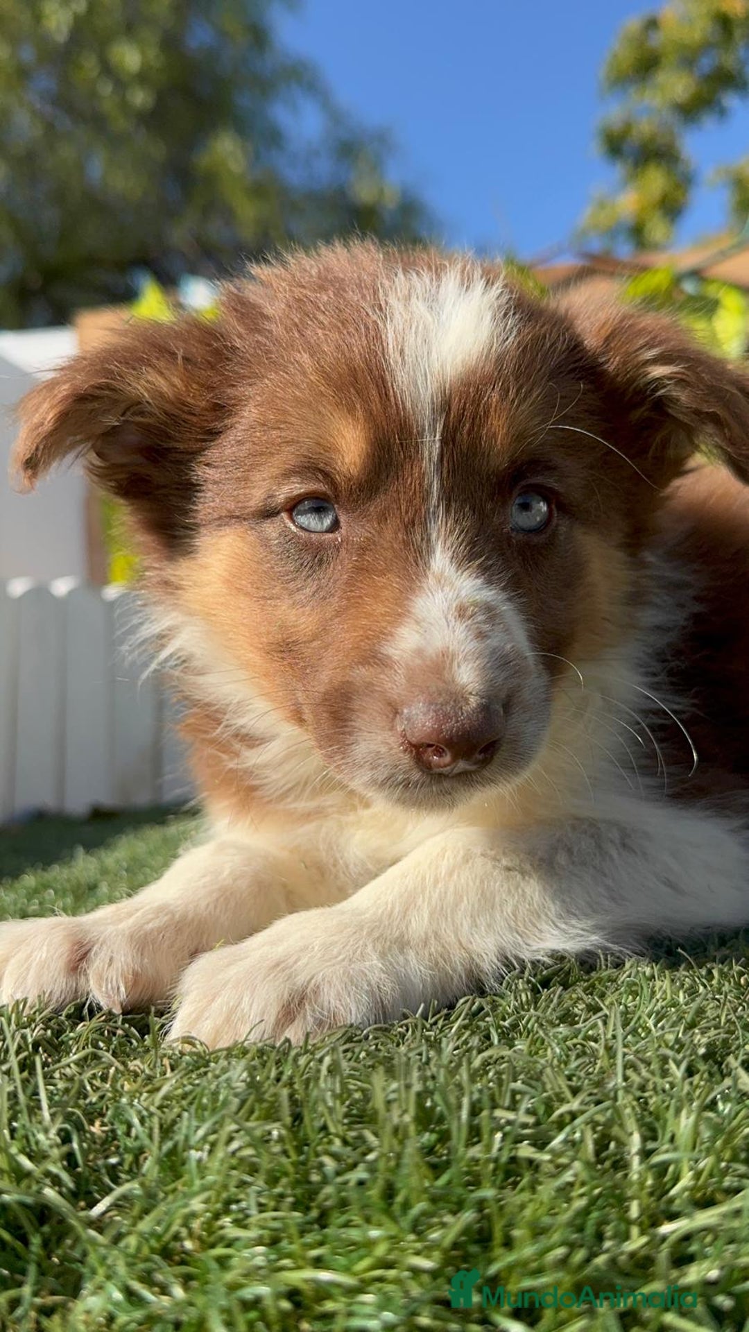 Border Collie perros en venta: BORDER COLLIE HEMBRA - Anuncio 16