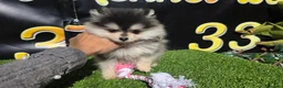 Pomerania perros en venta: Pomeranias  - Anuncio 1