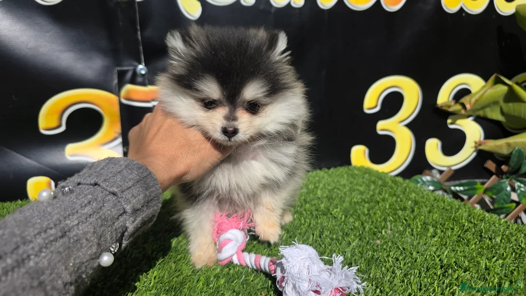 Pomerania perros en venta: Pomeranias  - Anuncio 1