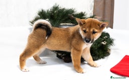 Shiba Inu perros en venta: Camada de Shiba-Inu  - Anuncio 4