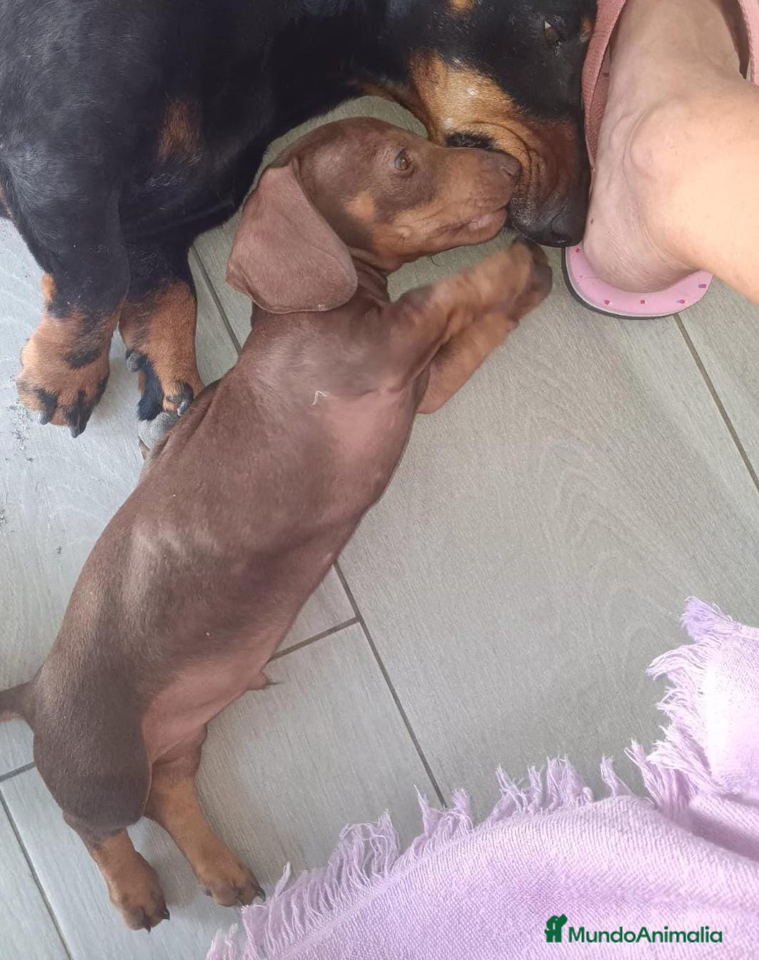 Teckel perros en venta: Teckel Chocolate - Imagen 3
