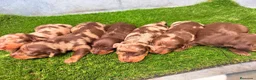 Teckel Miniatura perros en venta: TECKELS MINIATURA - Anuncio 7