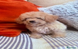Caniche Toy perros en venta: Caniche toys  - Imagen 1