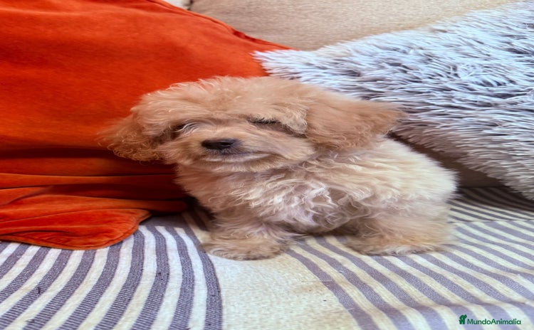 Caniche Toy perros - Anuncio 1