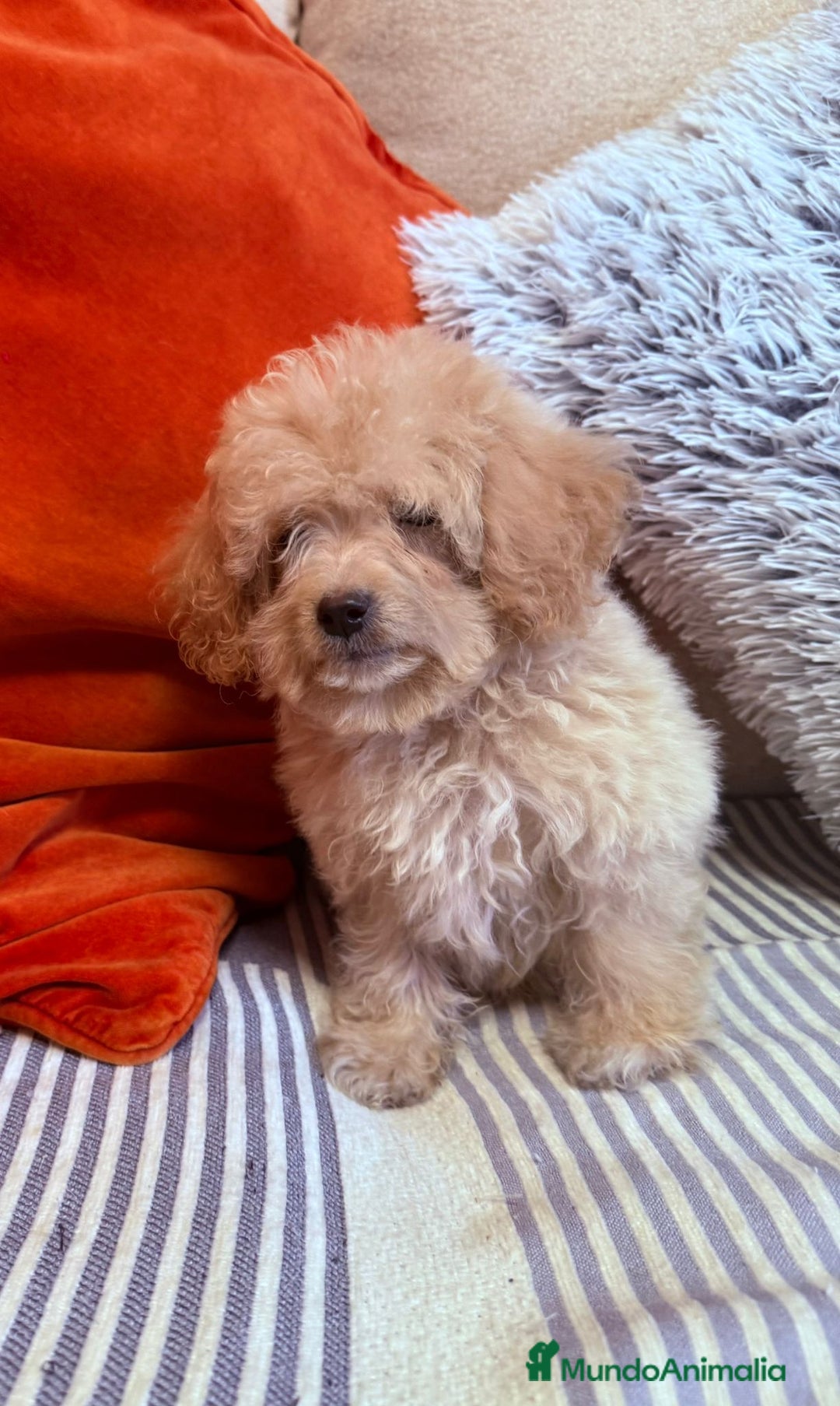 Caniche Toy perros en venta: Caniche toys  - Imagen 1